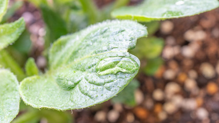 じゃがいもの新芽の水滴