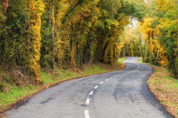 Armentia Forest in autumn, in Vitoria-Gasteiz, Basque Country, Spain