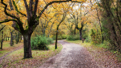 Armentia Forest in autumn, in Vitoria-Gasteiz, Basque Country, Spain