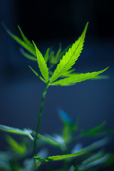 Marijuana leaves, Medical cannabis on dark background. Closeup and selective focus.