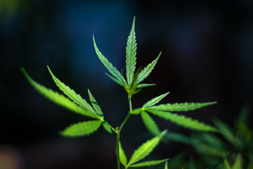 Marijuana leaves, Medical cannabis on dark background. Closeup and selective focus.