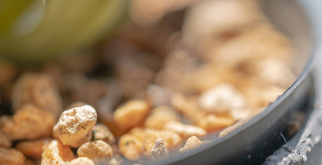 観葉植物の鉢植え