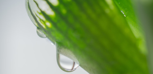 多肉植物についた水滴