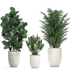 tropical plants in white pots isolated on white background