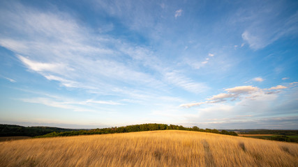 Fototapeta premium Ripe Wheat Field in Kansas