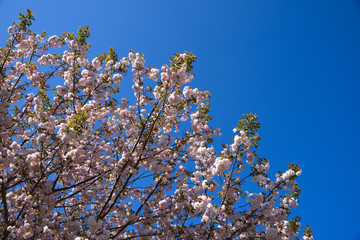 八重桜