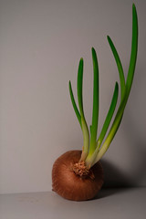 onion with leaves