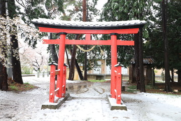 久伊豆神社の鳥居とサクラと雪景色