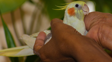 cockatiel petting