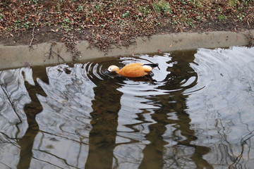 duck ogar floating in a pond - obrazy, fototapety, plakaty