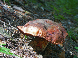 grzyb © wedrownik52