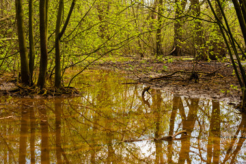 Natural swampy forest, primeval forest in Germany, trees in the swamp, water, mud