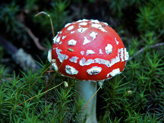 muchomor  © wedrownik52
