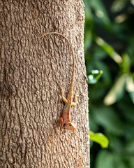 An adult lizard is waiting for its prey on a tree.