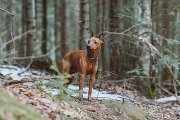 Dwarf pincher on a walk in the woods