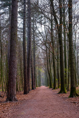 Wanderweg im Laubwald