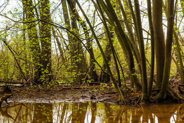 Obraz premium Natural swampy forest, primeval forest in Germany, trees in the swamp, water, mud