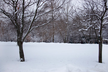 Forest on white snow in the early morning