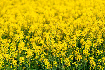 Yellow crop of canola oil tree grown as a healthy cooking oil or conversion to biodiesel as an alternative to fossil fuels.