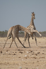 Obraz na płótnie Canvas lotta di due giraffe