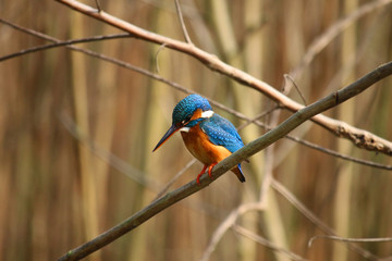 Kingfisher 