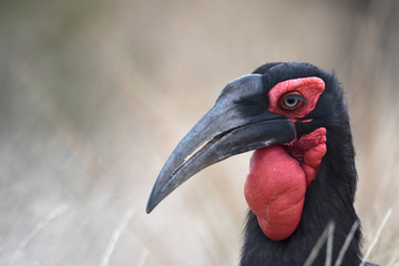 Wild african giant ground hornbill bird © Pedro Bigeriego