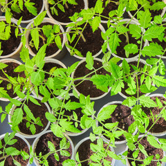 young green pepper seedlings in plastic pots. household