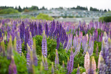 Lupin flower during springtime at Lake side of Tekapo, New Zealand. In cloudy day.