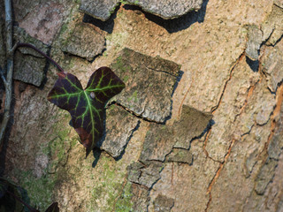 Ivy leave on tree bark background. Fresh green leave of climbing plant closeup. Natural backdrop texture