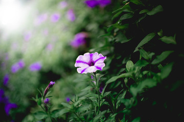 Fototapeta premium flowers of the light