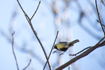 Vogel