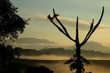 garça