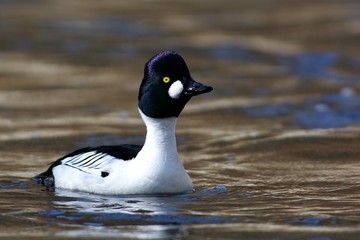 Fototapeta premium Common goldeneye on a creek 