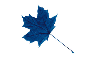 Blue maple leaf on a white background, isolate.