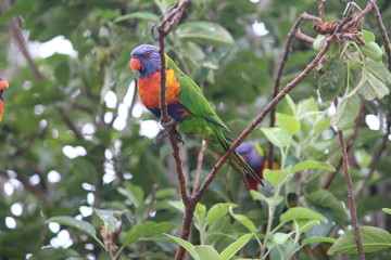 Rainbow Lorikeets in an urban apple tree