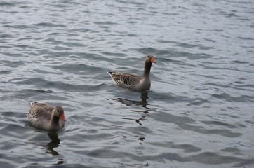 schwimmende Graugans