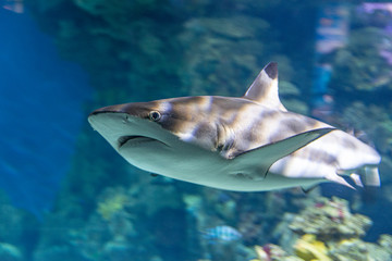Obraz na płótnie Canvas wild sharks in the aquarium