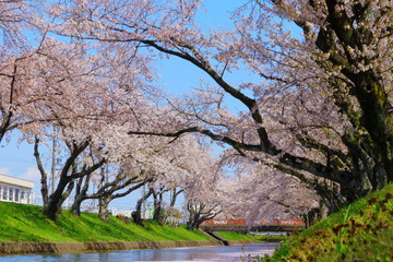 五条川　桜