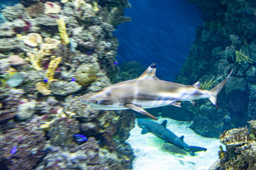 wild sharks in the aquarium