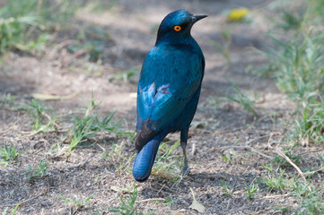 uccello africano