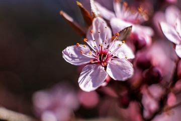 Nice cherry plum flowers on the tree with blue sky as background