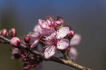 Nice cherry plum flowers on the tree with blue sky as background