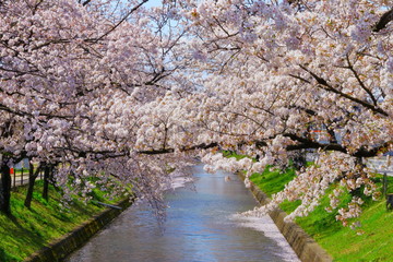 五条川　桜