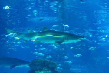 wild sharks in the aquarium