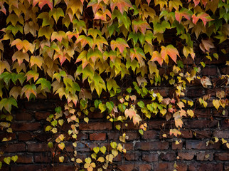 Colorful autumn three-leaf creeper