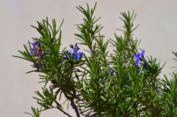 Rosmarino con fiori blu