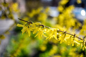
spring nature, flowering, early spring, nature, tree branches