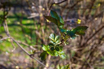 
spring nature, flowering, early spring, nature, tree branches