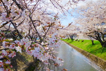 五条川　桜