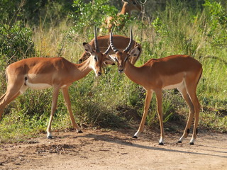 Antelope - Uganda